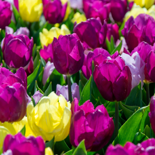 bloembollen happi flowers