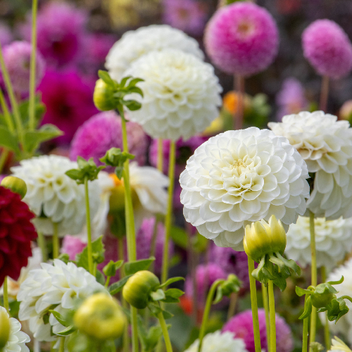dahlia's happi flowers