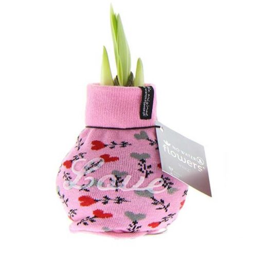 Wax Amaryllis </br><i>Fashionz Love Roze</i>