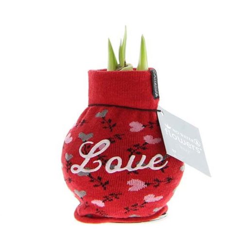 Wax Amaryllis </br><i>Fashionz Love Rood</i>