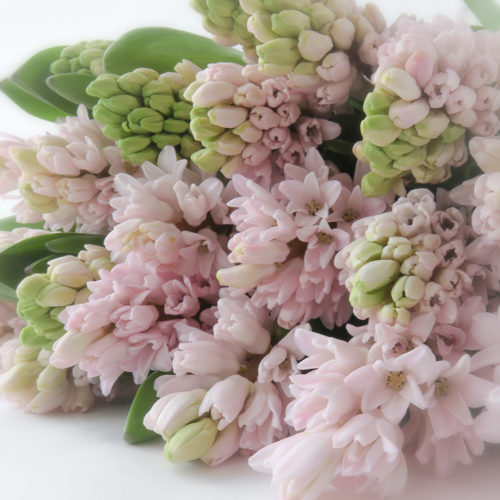 Roze Hyacinten <br /><i>Roze Wolk</i>