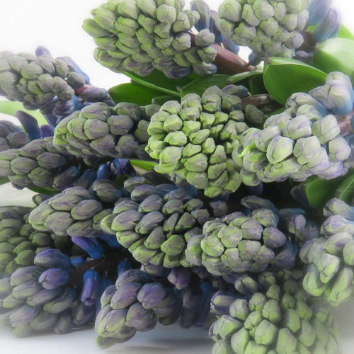 Blauwe Hyacinten <br /><i>Zee van geluk</i>