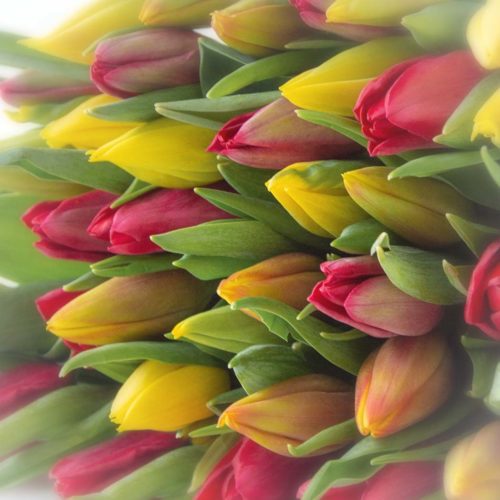 Gemengde Tulpen <br /><i>Happi mix</i>