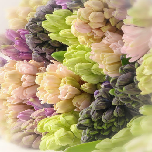Hyacinten mix <br /><i>Zoete Verleiding</i>