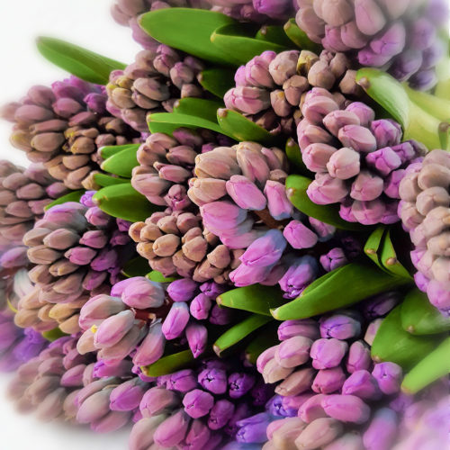 Paarse Hyacinten <br /><i>Paarse pracht</i>