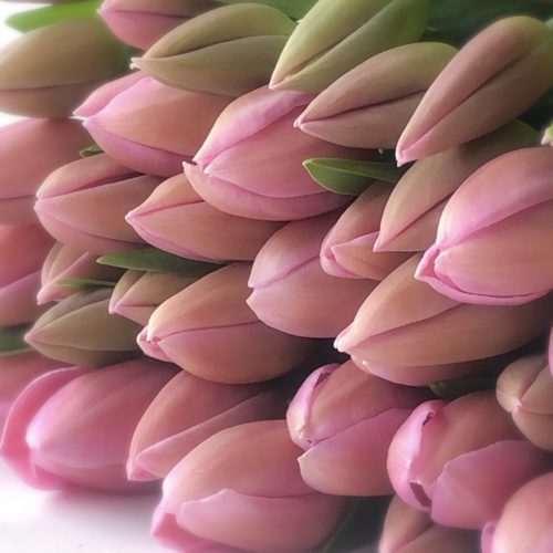 Roze<br />Tulpen <br /><i>Stralende roze blijheid</i>