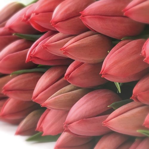 Rode Tulpen <br /><i>Boodschappers van liefde</i>