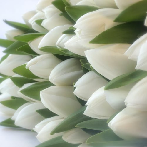 Witte <br />Tulpen <br /><i>Witte boodschappers</i>
