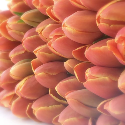 Oranje Tulpen <br /><i>Zonnetjes in<br />huis</i>