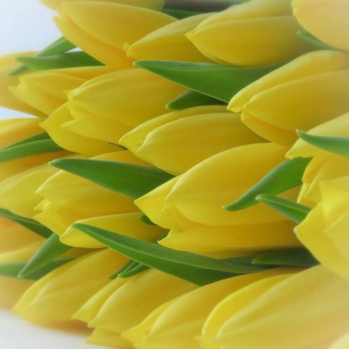 Gele <br />Tulpen <br /><i>Stralende<br />energie</i>