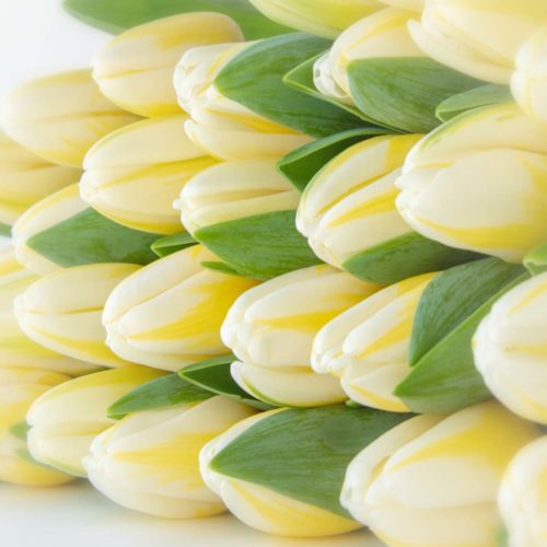 Wit Gevlamde Tulpen <br /><i>Vlammende perfectie</i>