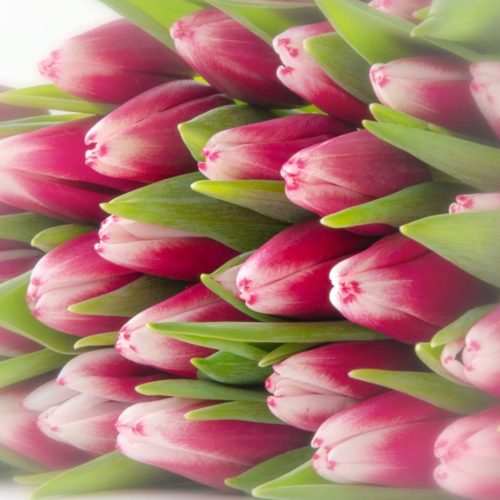 Roze Witte Tulpen <br /><i>Hartverwarmende groet</i>