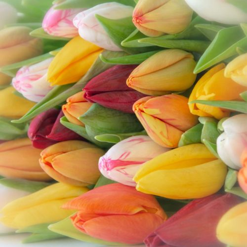 Gemengde Tulpen <br /><i>Mix van de dag</i>