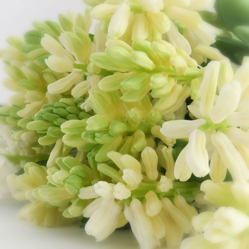 Witte Hyacinten <br /><i>Zuivere Schoonheid</i>